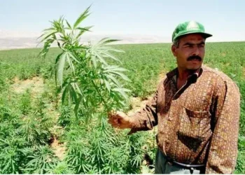 گژوگیا بۆمان دێت