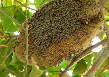 چـیرۆک بۆ منـداڵان.. هـەنـگ و قـەلـەڕەش..