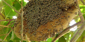 چـیرۆک بۆ منـداڵان.. هـەنـگ و قـەلـەڕەش..