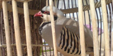 چـیرۆک بـۆ منـداڵان: کامـەرانی ئـازادیخـواز ..