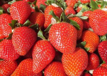 شانـۆی مامـۆسـتا و شـلـیک..