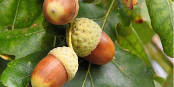 چـیرۆک بۆ منـداڵان.. گەردەلـوول و داربـەڕوو