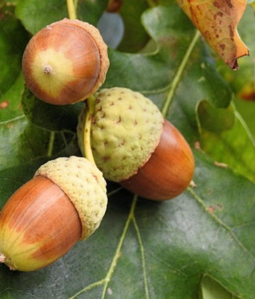 چـیرۆک بۆ منـداڵان.. گەردەلـوول و داربـەڕوو