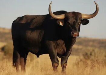 کاکم، گا بە گونان دەناسێتەوە